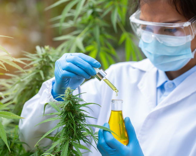 Scientist taking samples from cannabis plant