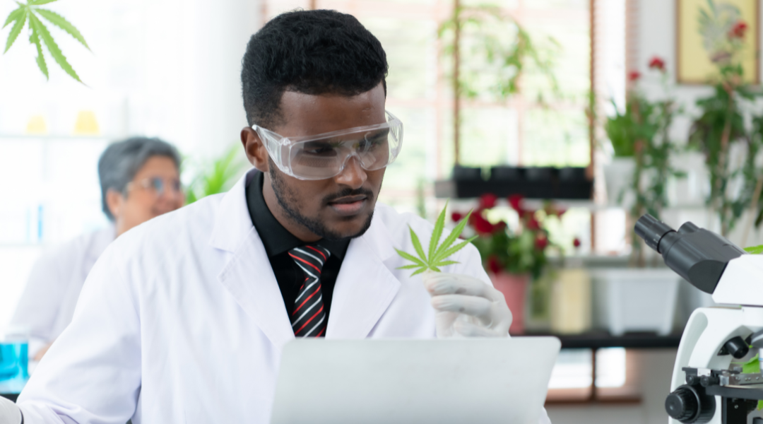 a lab worker using cannabis lims on his latpop in cannabis testing laboratories