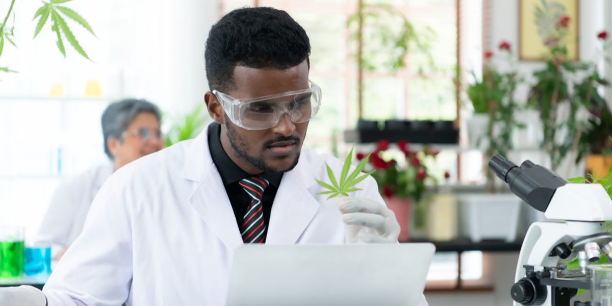 a lab worker using cannabis lims on his latpop in cannabis testing laboratories