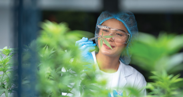 female scientist looking closely at cannabis leaf